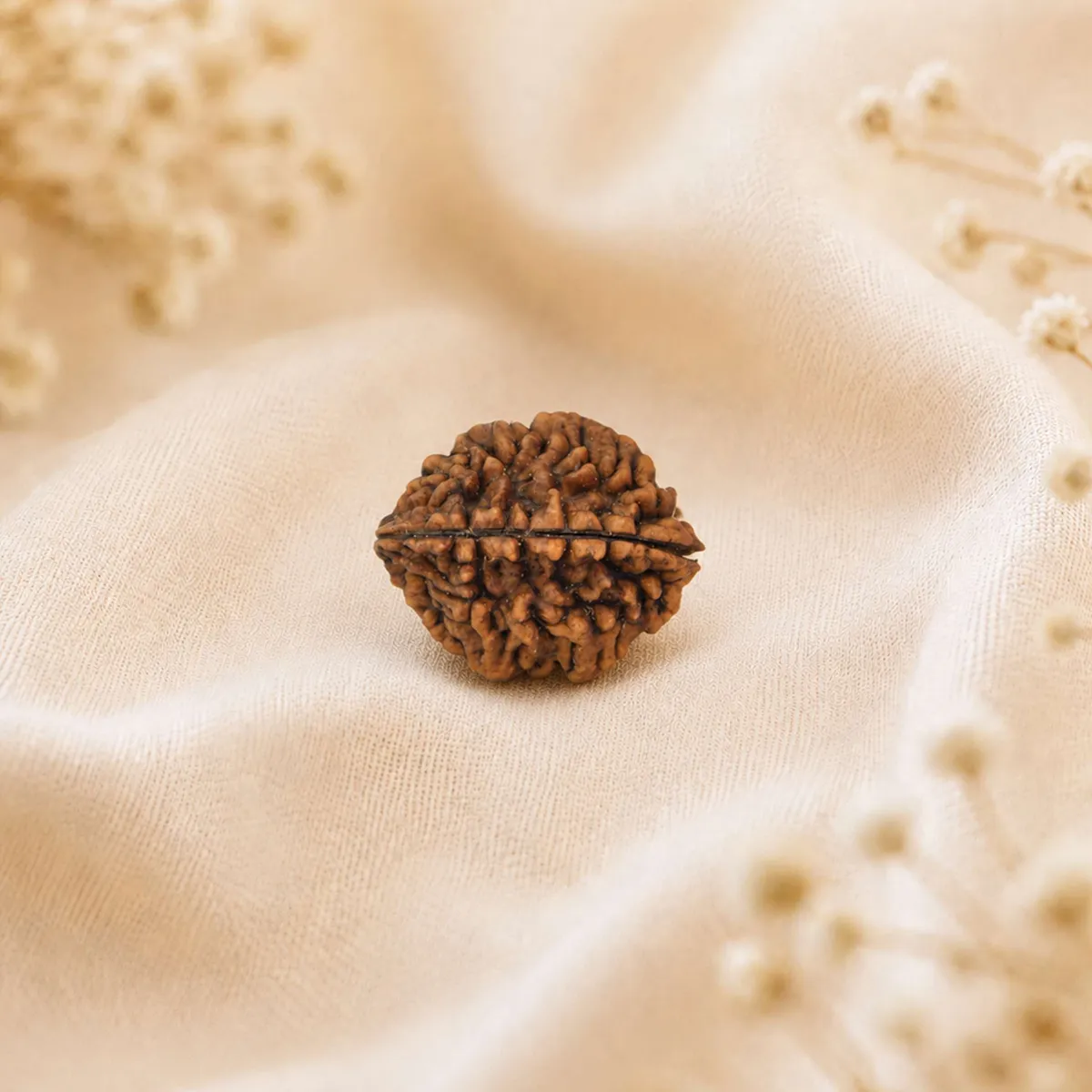 2 Mukhi Rudraksha